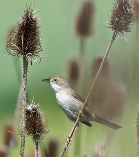 Whitethroat