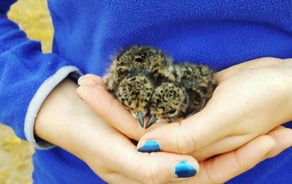 Relocating Newly Hatched Lapwing Chicks