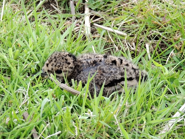 Oystercatcher Chick Hiding In Amongst The Grass