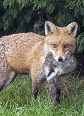 Fox -with -a -Rabbit -wwwdavidmasonimagescom