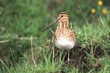 Snipe Crop Snipe Crop