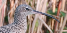 Curlew