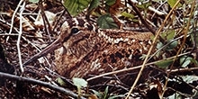 Woodcock