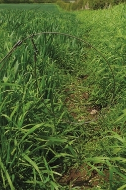 Snaring -best -practice