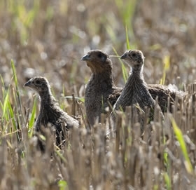 Grey -Partridge -By -Markus -Jenny