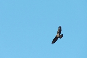 Buzzard at Auchnerran