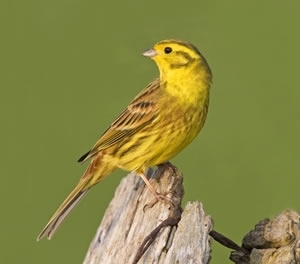 Yellowhammer