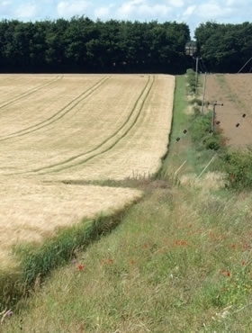 A -real -opportunity -for -conservation