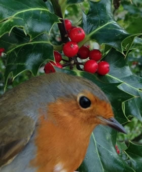 Robin