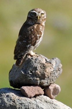 Little owl