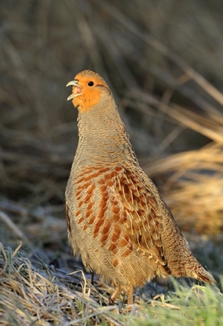 Grey -partridge -calling -wwwlauriecampbellcom