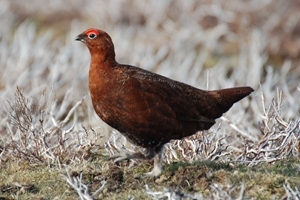 Red grouse