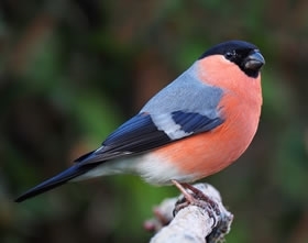 Bullfinch _male