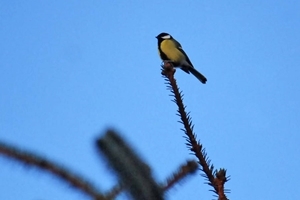 Great tit at Auchnerran