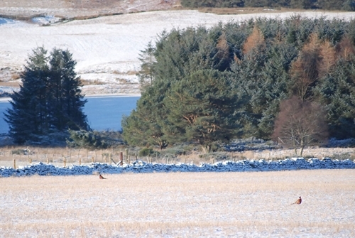 Pheasants at Auchnerran Pheasants at Auchnerran