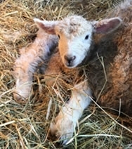 Lamb