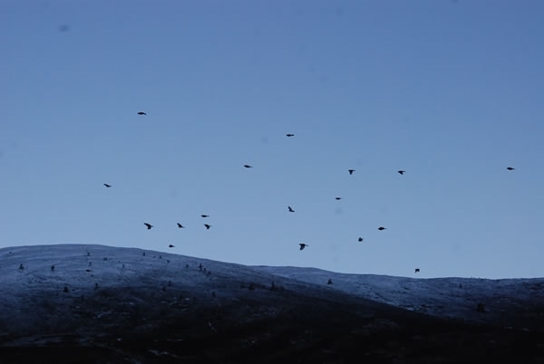 Charm Of Chaffinches Charm Of Chaffinches