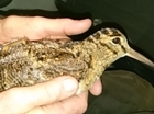 Tagging our first woodcock of 2017