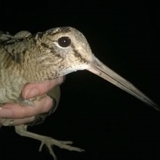 Fonthill -Abbie -III