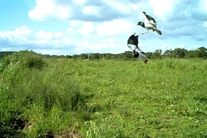 Lapwings camera trap