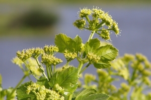 Alexanders