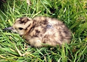 Curlew Chick