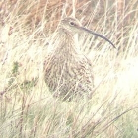 Curlew