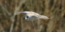 Barn owl