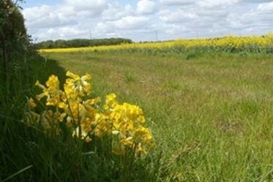 620300c 449EDNmain 709Cowslip -in -arable -margin