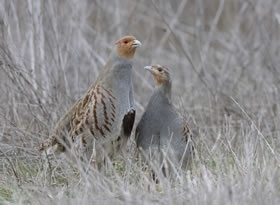 Partridge By Markus Jenny