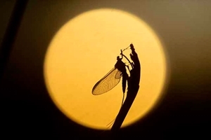 Mayfly