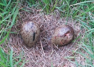 Curlew Eggs