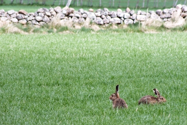 Hares in sunshine