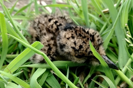 Lapwing chick