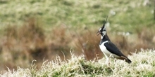 The effects of predator control on breeding moorland birds