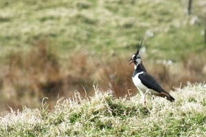 Lapwing calling