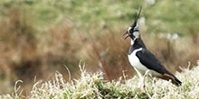 The effects of predator control on breeding moorland birds