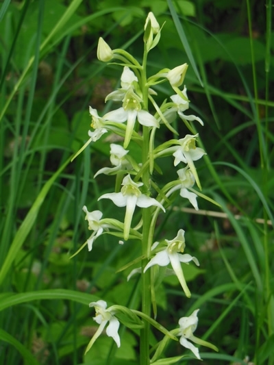 Greater Butterfly Orchid Greater Butterfly Orchid