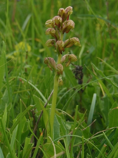 Frog Orchid Frog Orchid