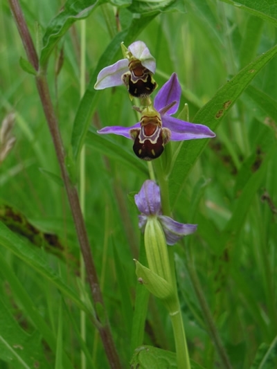 Bee Orchid Bee Orchid
