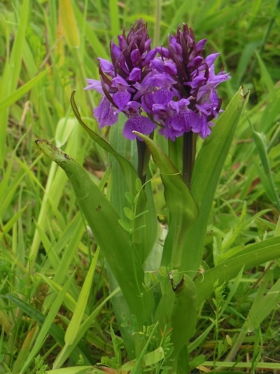 Southern Marsh Orchid Southern Marsh Orchid