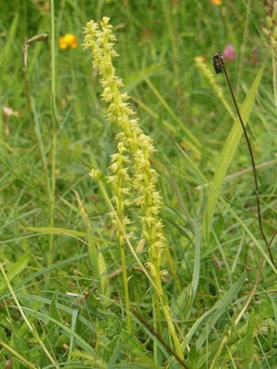 Musk Orchid Musk Orchid