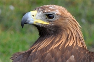 Golden eagle