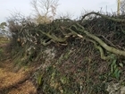 Hedgelaying: promoting the skill for the future