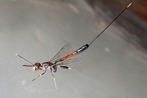 Gasteruption jaculator female