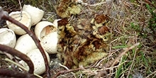 What do black grouse chicks eat?