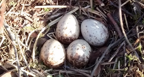 WK Nest , Auchnerran , 2015