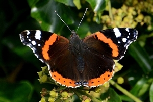Red admiral on ivy