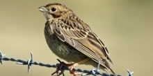 Corn bunting