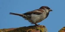 House sparrow
